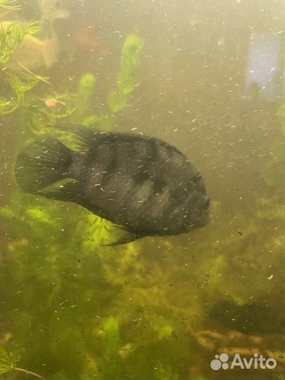 Цихлозома чернополосая