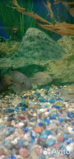 Рыбки цихлиды,вьехи