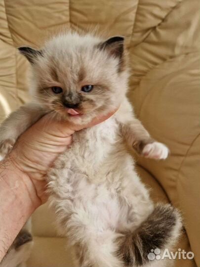 Котята рэгдолл миттед и колор поинт