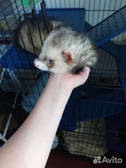 Вязка хорька