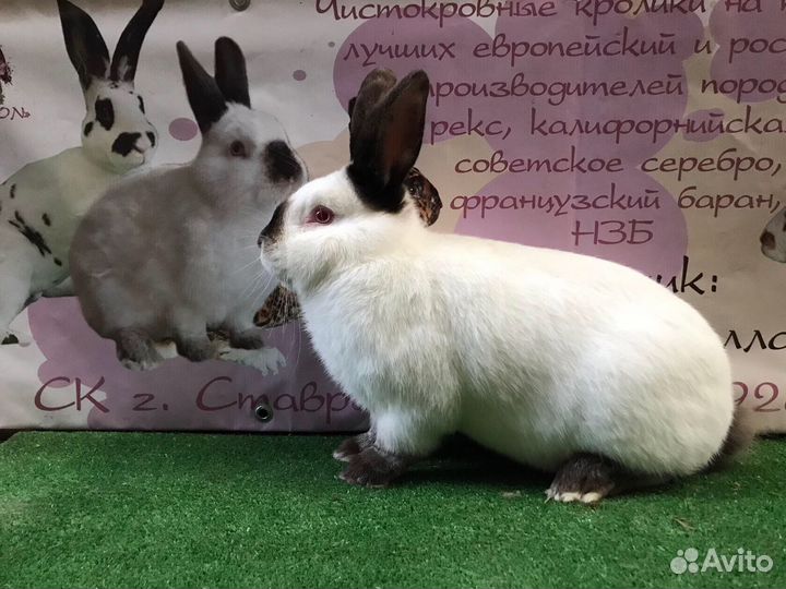 Калифорнийские кролики