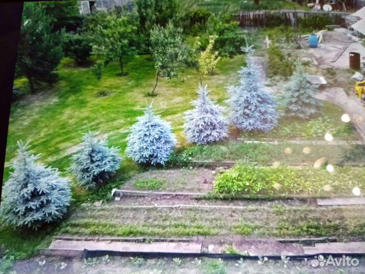 Саженцы и деревья: ель, кедр, сосна, туя, ива итд