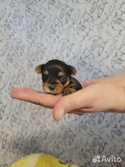 Йоркширский терьер