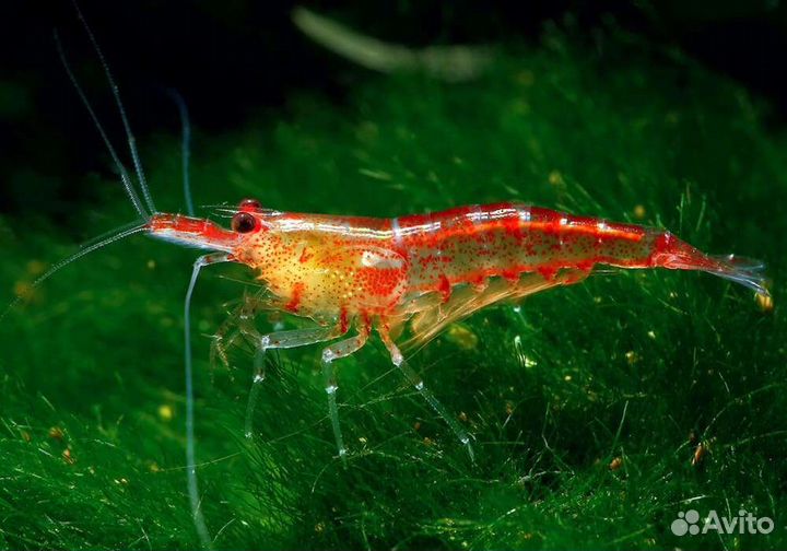 Водоросли, рыбки