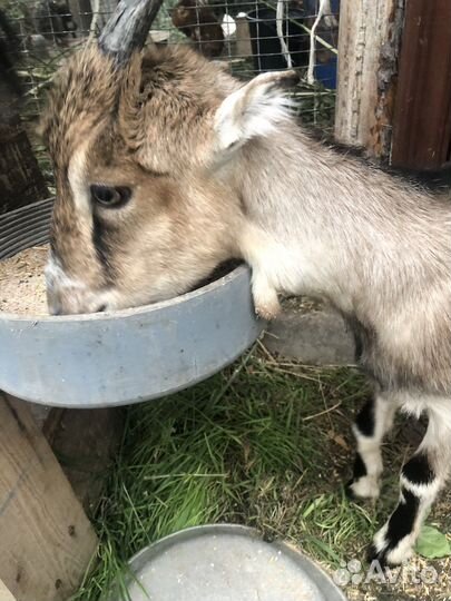 Продаётся козачка