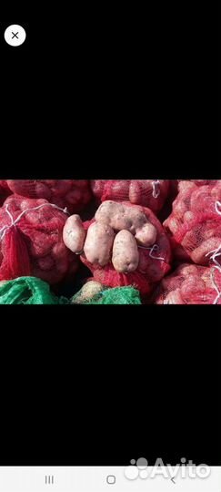 Семенной картофель славянка