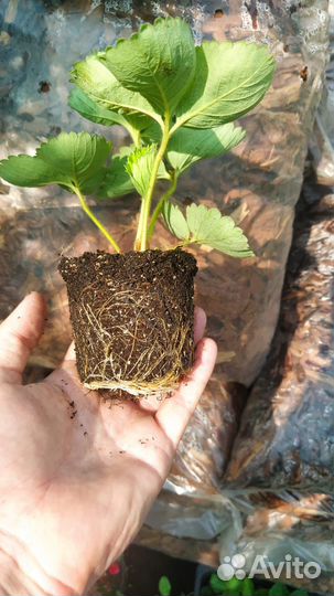 Продаем Рассаду Клубники