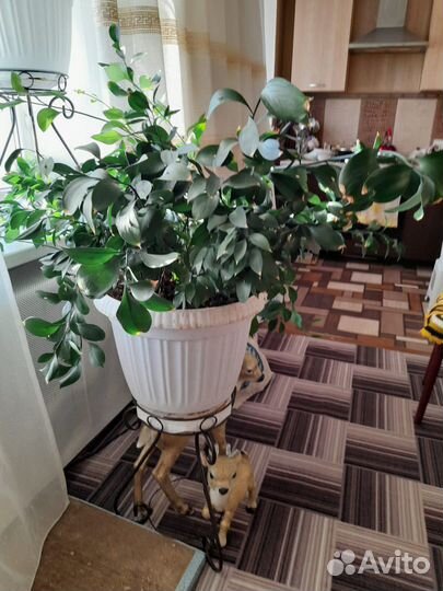 Комнатные растения цветы большие