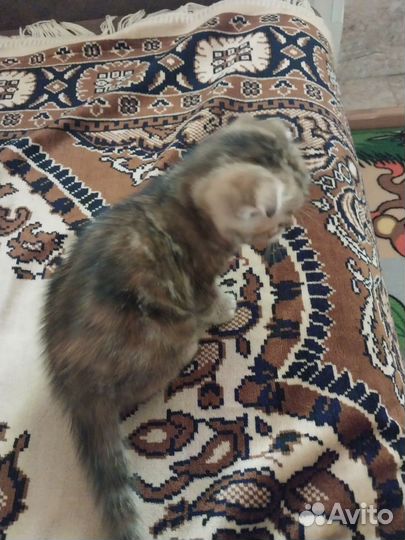 Котенок девочка британка
