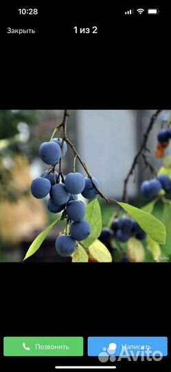 Слива и тернослива(саженцы и ягоды)