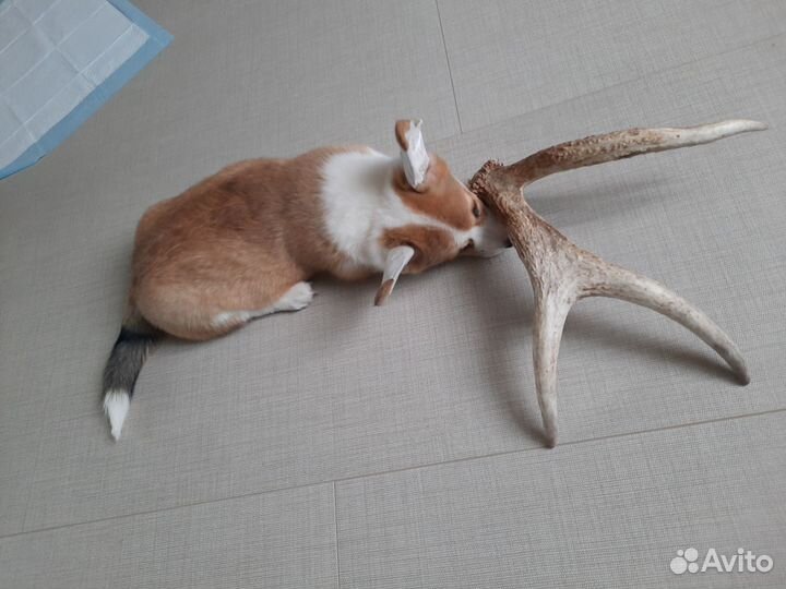 Щенок корги пемброк мальчик