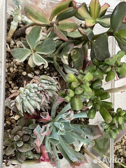 Суккуленты