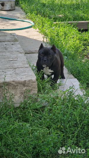 Американские булли щенки мальчики