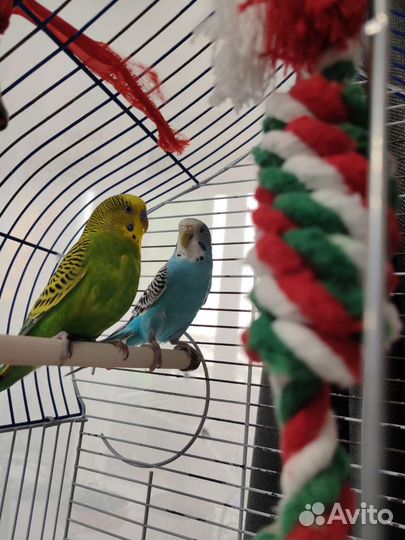 Волнистый попугай с клеткой