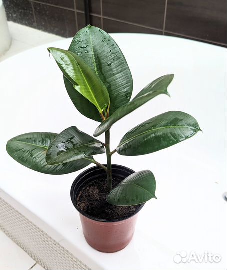 Фикус каучуконосный