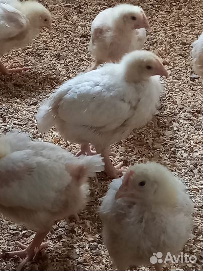 Цыплята бройлеры