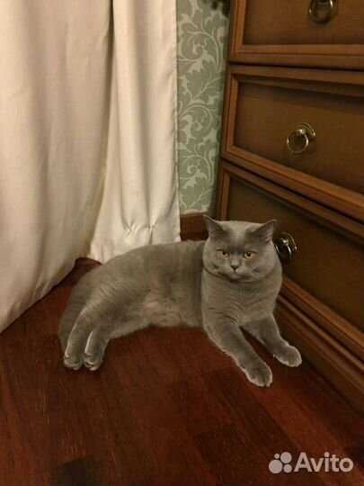 Кот на вязку