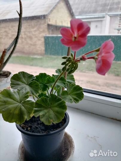 Разные комнатные растения