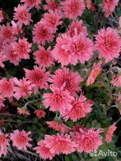 Хризантема корейская