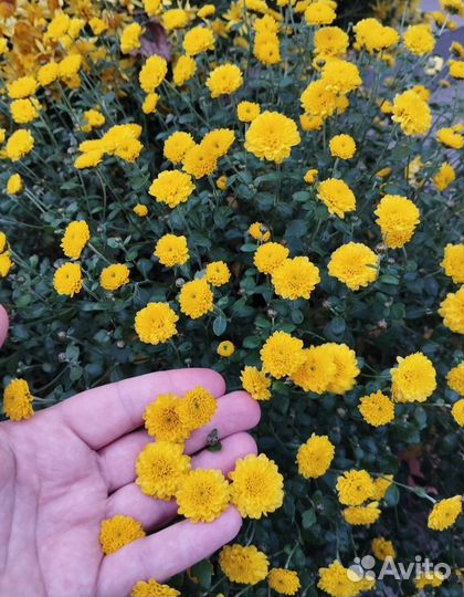 Хризантемы мультифлора зкс