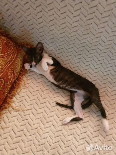 Котята корниш-рекс