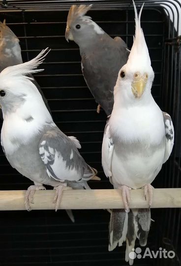 Попугай корелла безщёкая