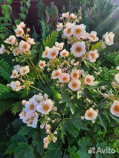 Белые красавицы сада