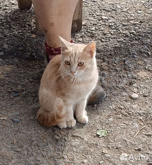 Кошка в дар бесплатно