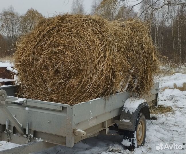 Сено солома 2023