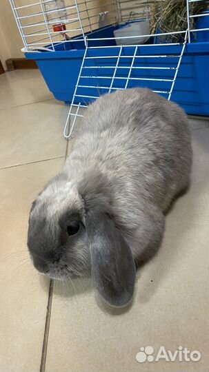 Вислоухий декоративный кролик