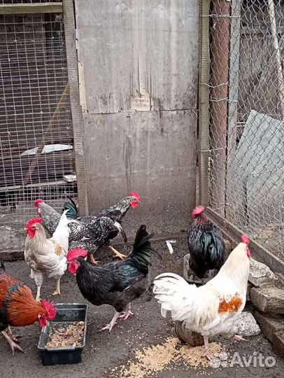 Домашняя птица