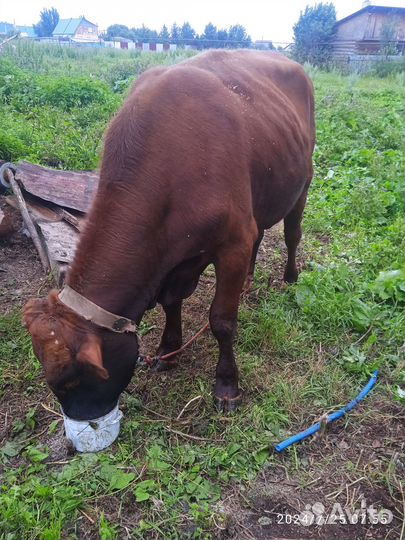 Домашние животные