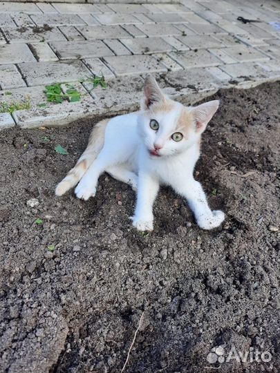 Отдам кошку в добрые руки