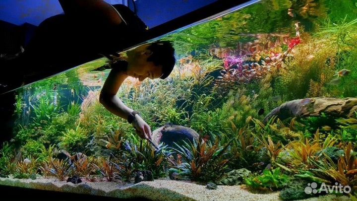 Аквариумист