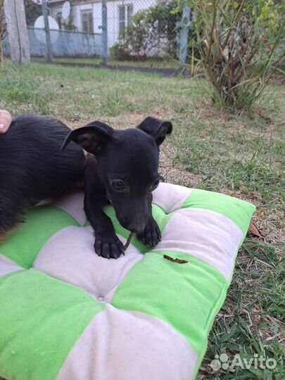 Щенок от маленькой собачки из приюта