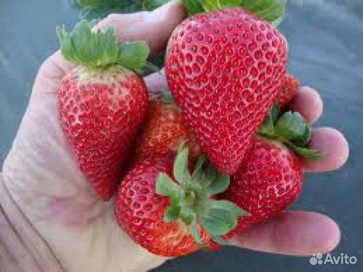 Клубника Королева Елизавета-2