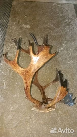 Рога Оленя на стену