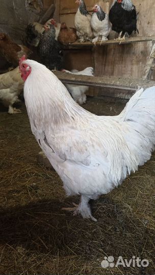 Молодые петухи