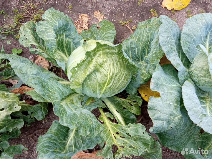 Овощи с доставкой