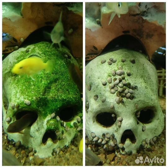 Теодоксус улитка