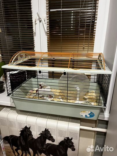 Африканский карликовый еж