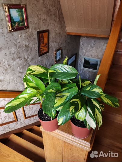 Калатея лубберса