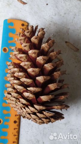 Шишки ликвидамбра смолоносного для декора