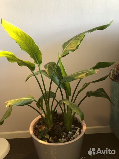 Стрелиция королевская