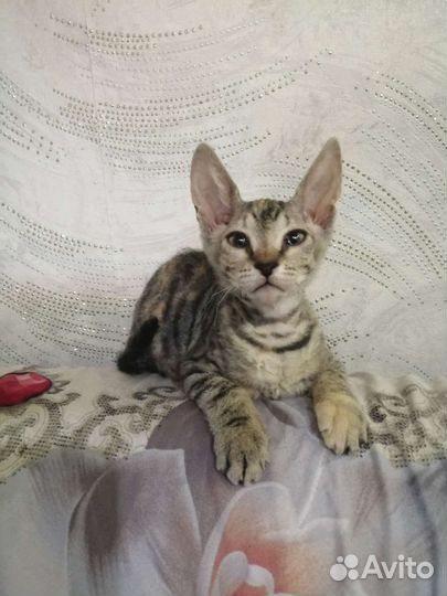 Донской сфинкс