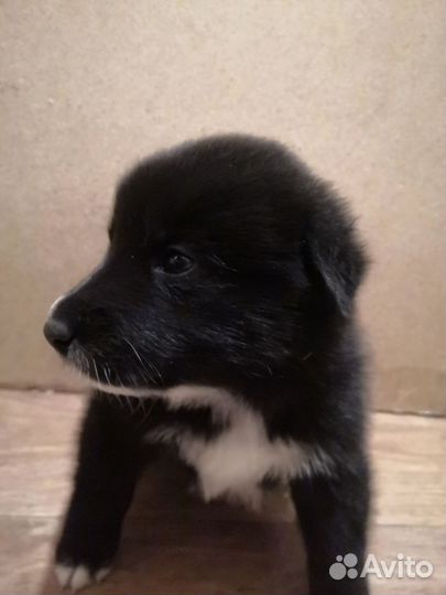 Отдам бесплатно щенки