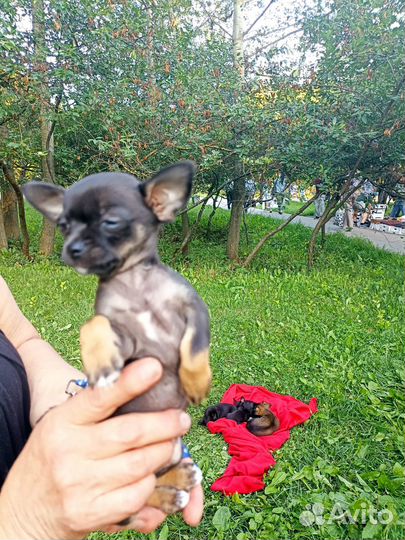 Щенки чихуахуа