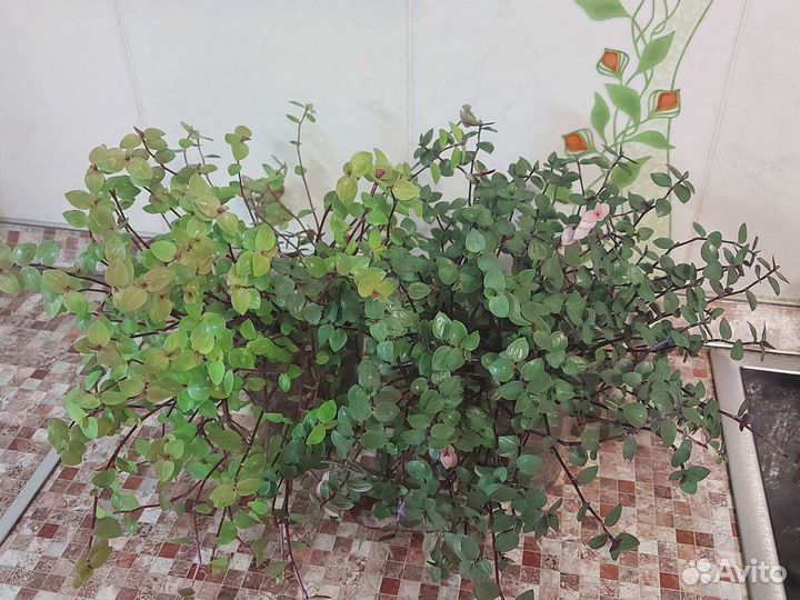 Каллизия голд, бьянка