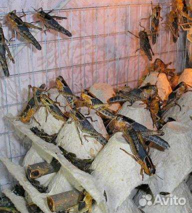 Сверчки, тараканы, бражник, саранча, мучной червь