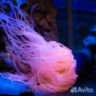 Морской аквариум, рыбки, кораллы с отправкой